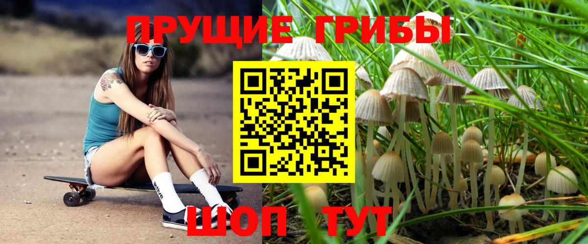 Псилоцибиновые грибы Psilocybe Новочеркасск